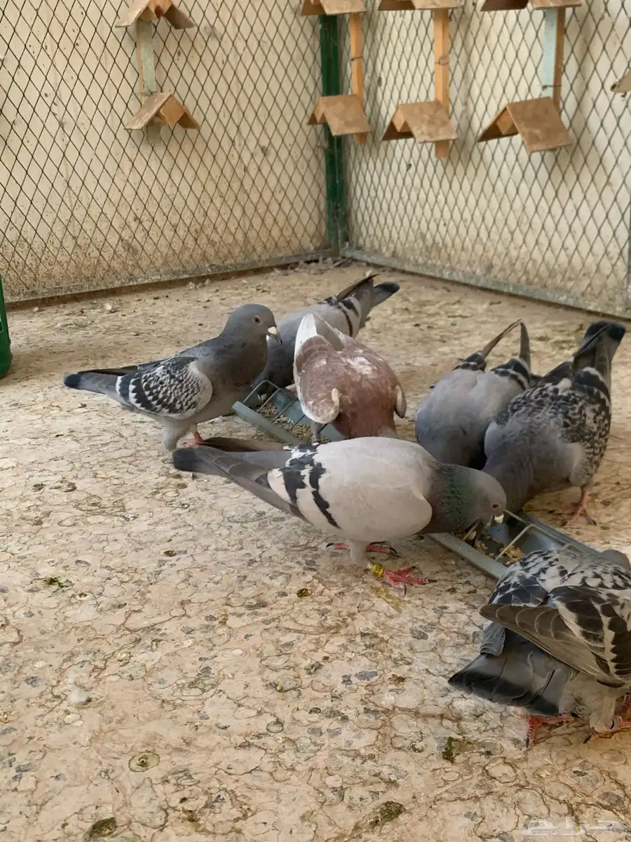 زاجل سباق 0