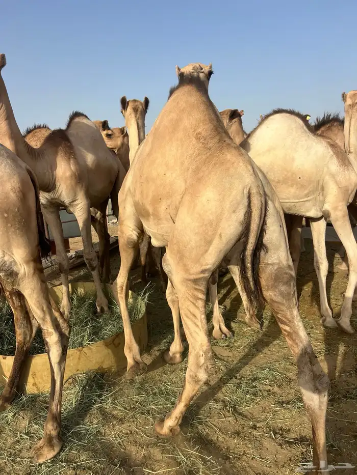 قعدان مفاريد كفو ل زواجات والمنسبات 9