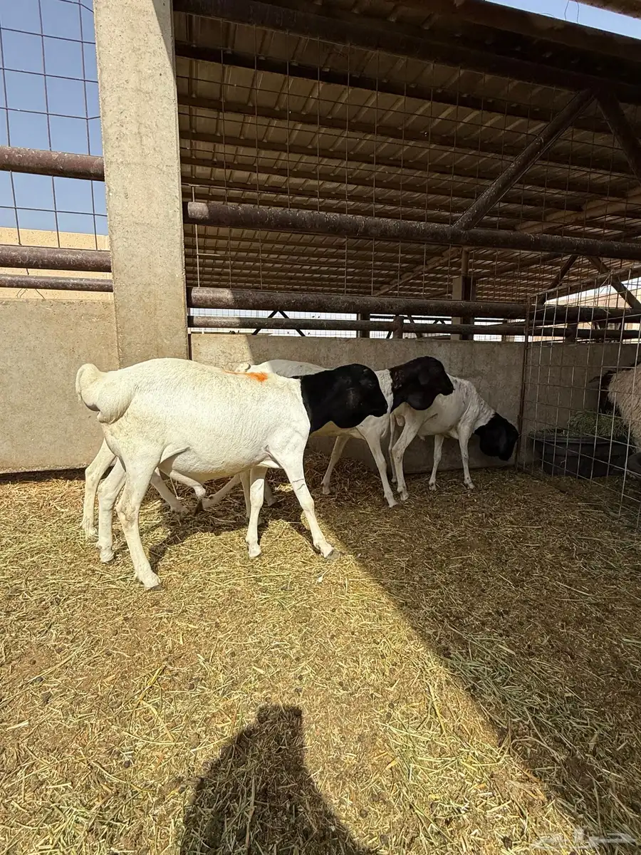 للبيع ذبايح فاخره مع خدمة الشراء عن طريق تابي 3