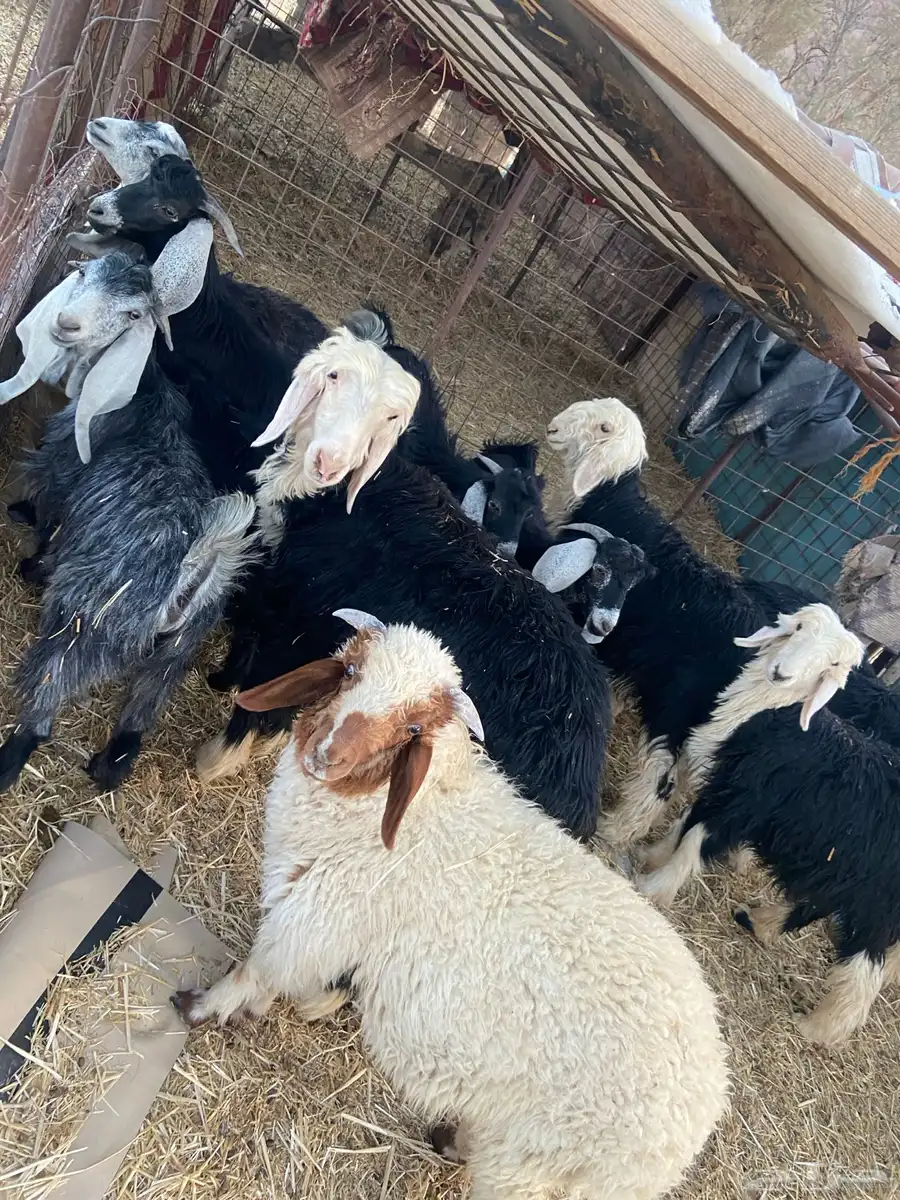 محافظة موقق 3