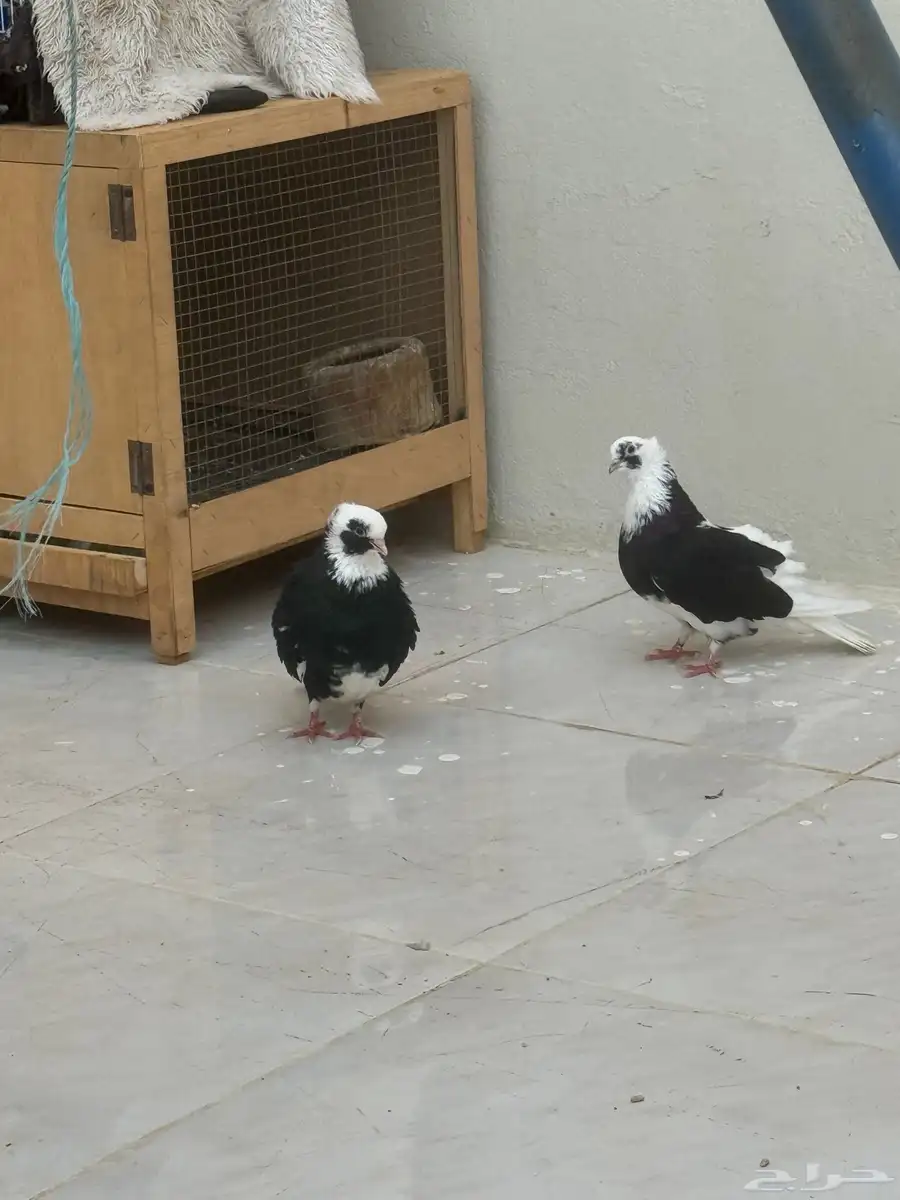 حمام قطايف 3