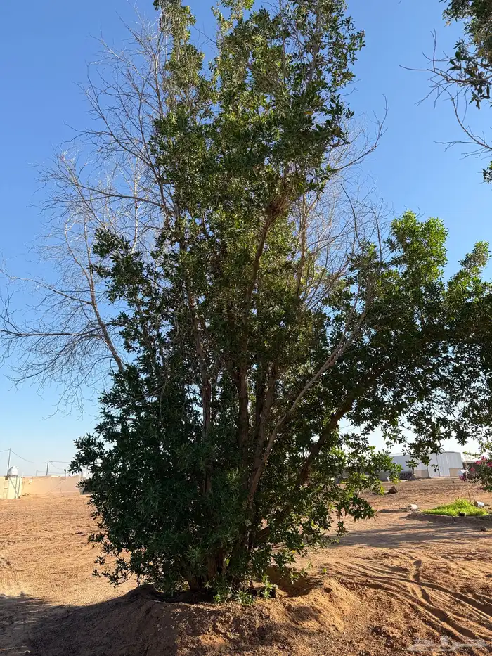 شجر للبيع عمرها قرابة 8 سنوات 0