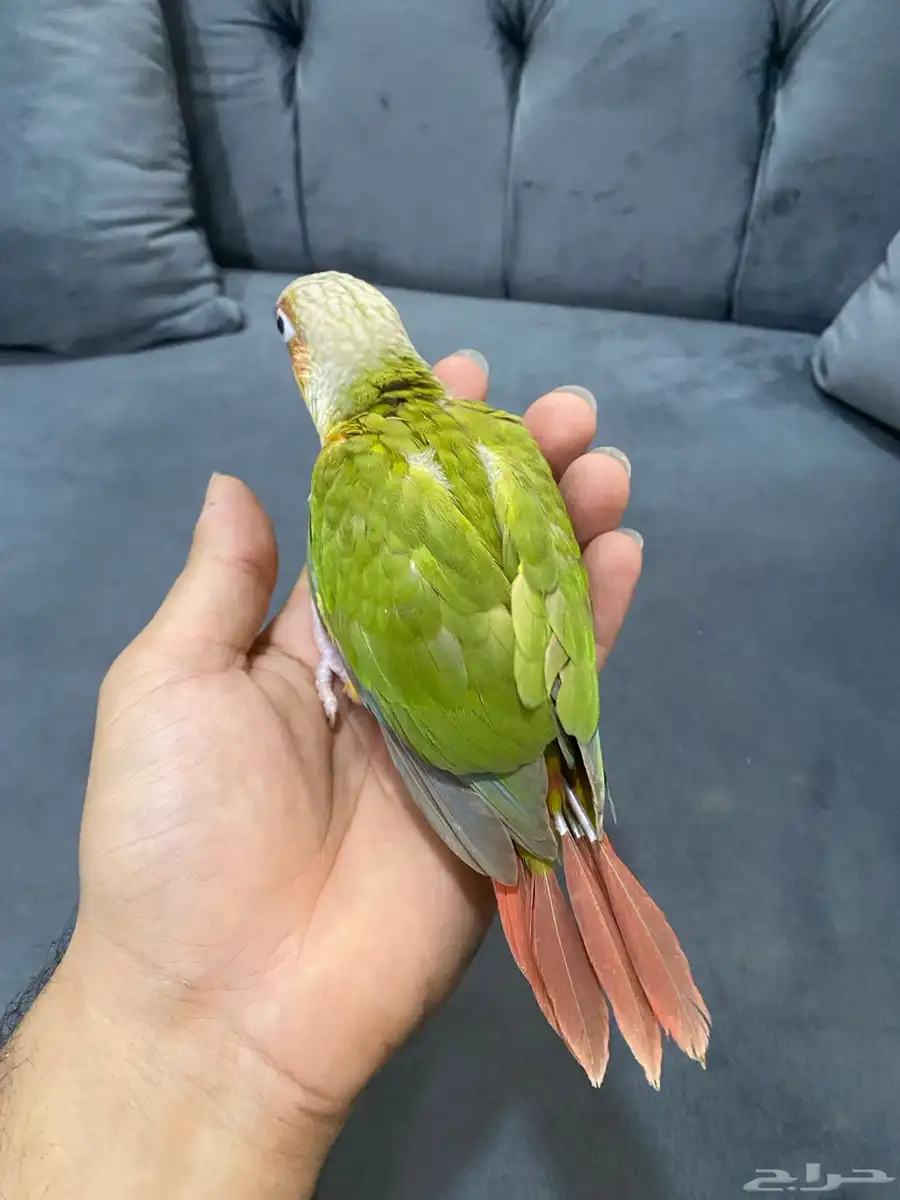 كنيور 4