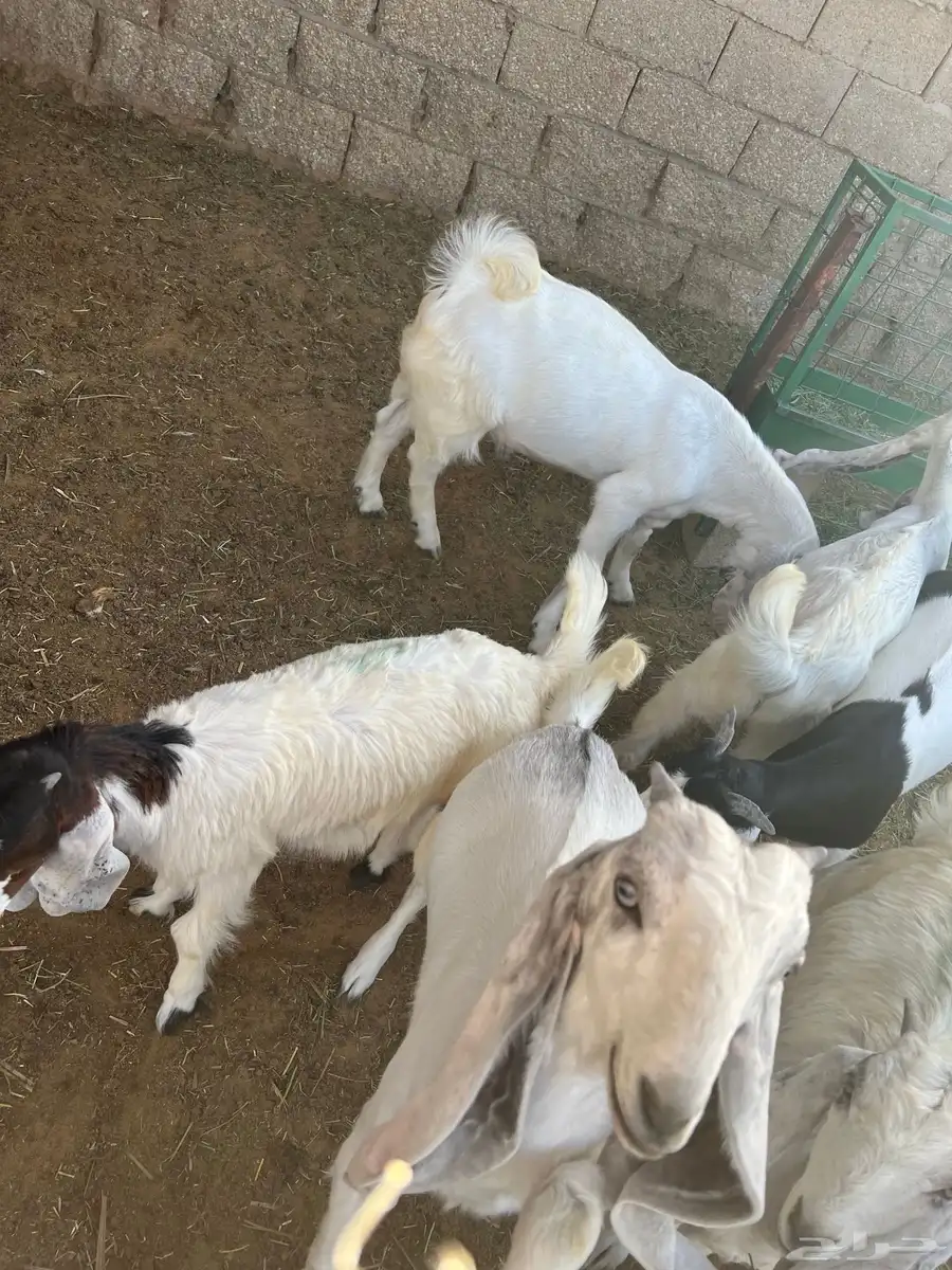 ماعز 2
