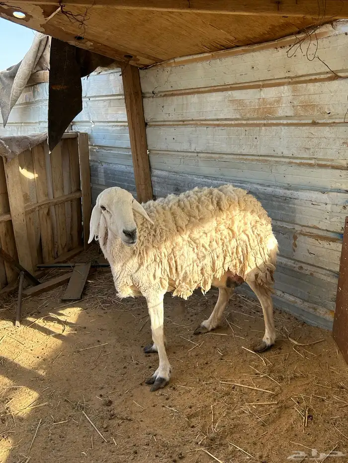 حرية حرشا 1