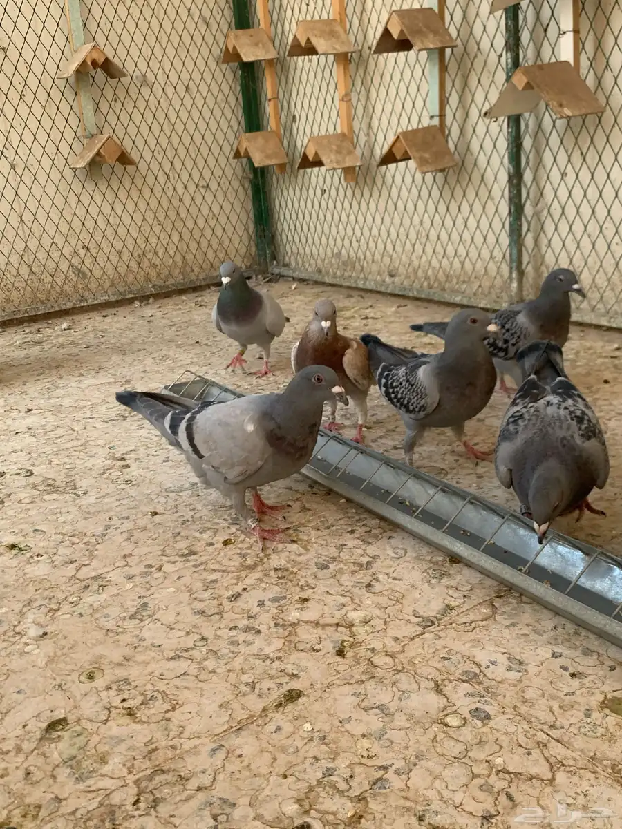 زاجل سباق 6
