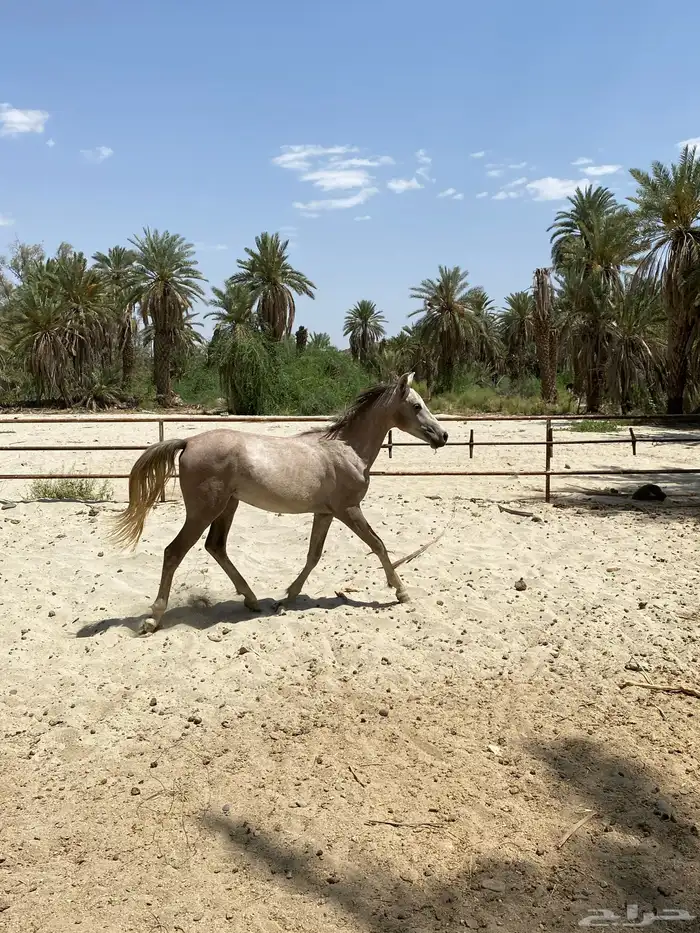 حصان شعبي 2