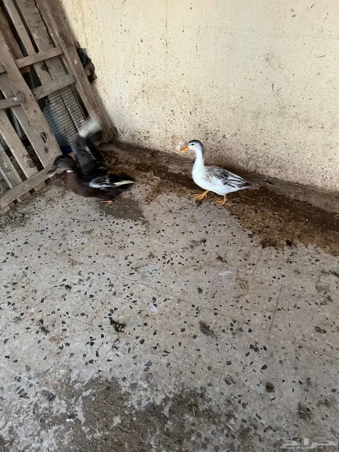 جوز بط شرشيري للبيع 0