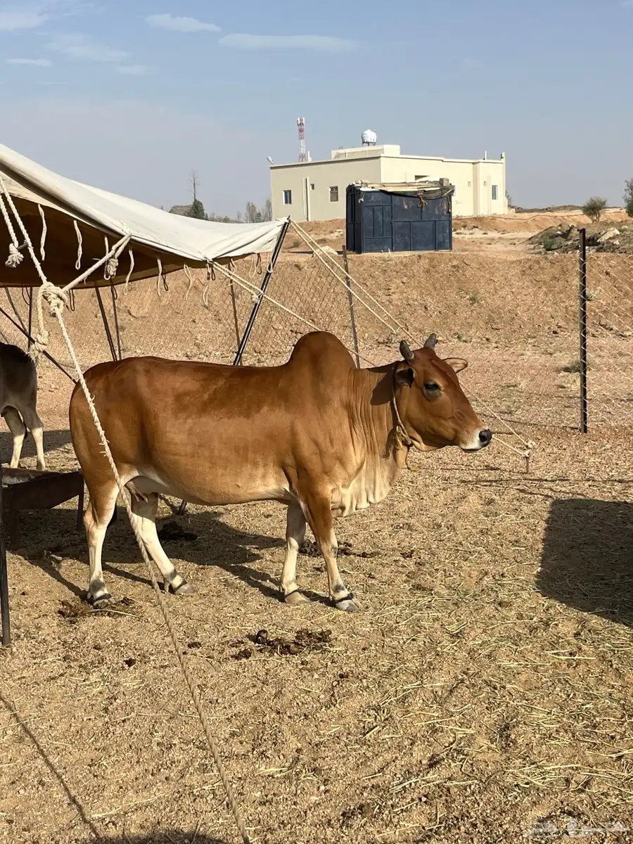 3بقر 0