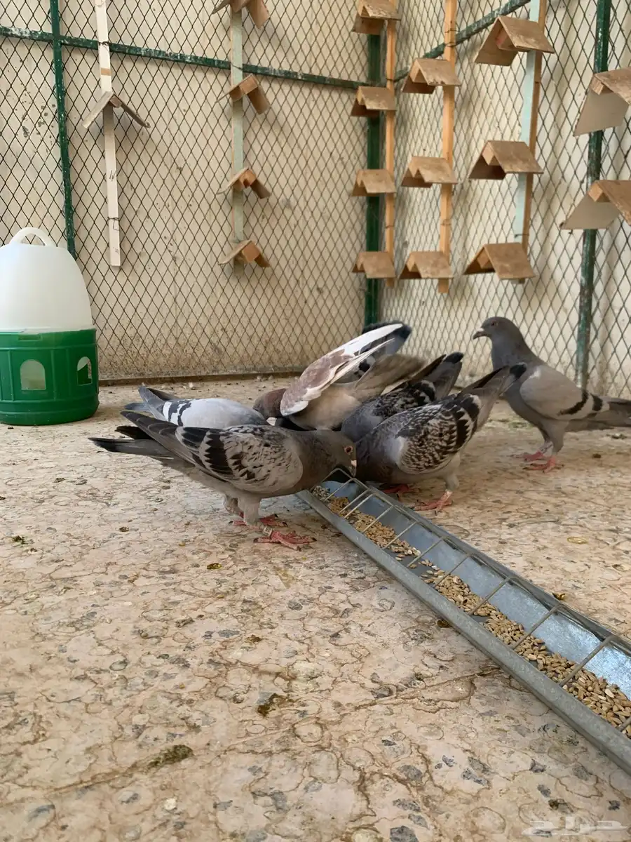 زاجل سباق 2