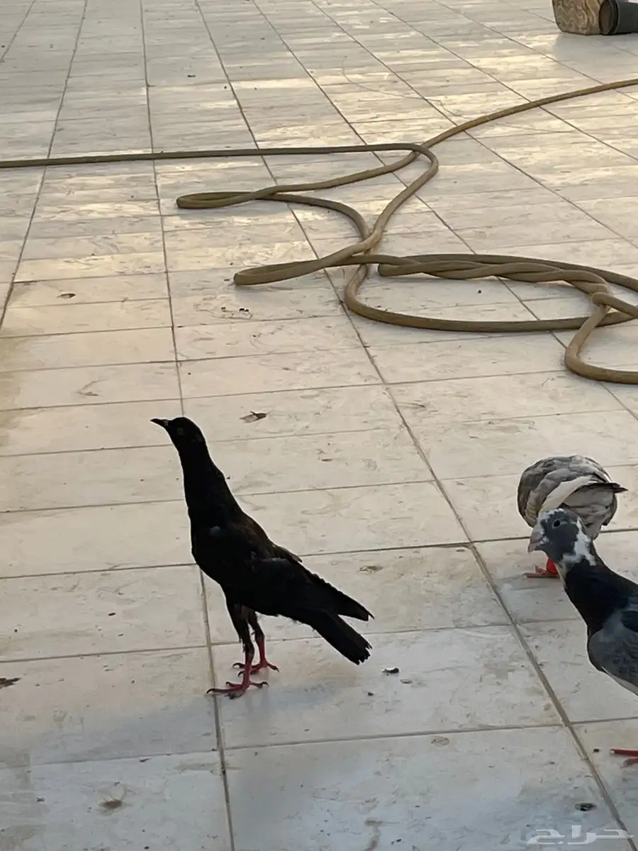 حمام نفاخ قلم 8