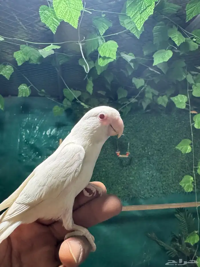 روز البينو اليف وهدد 0