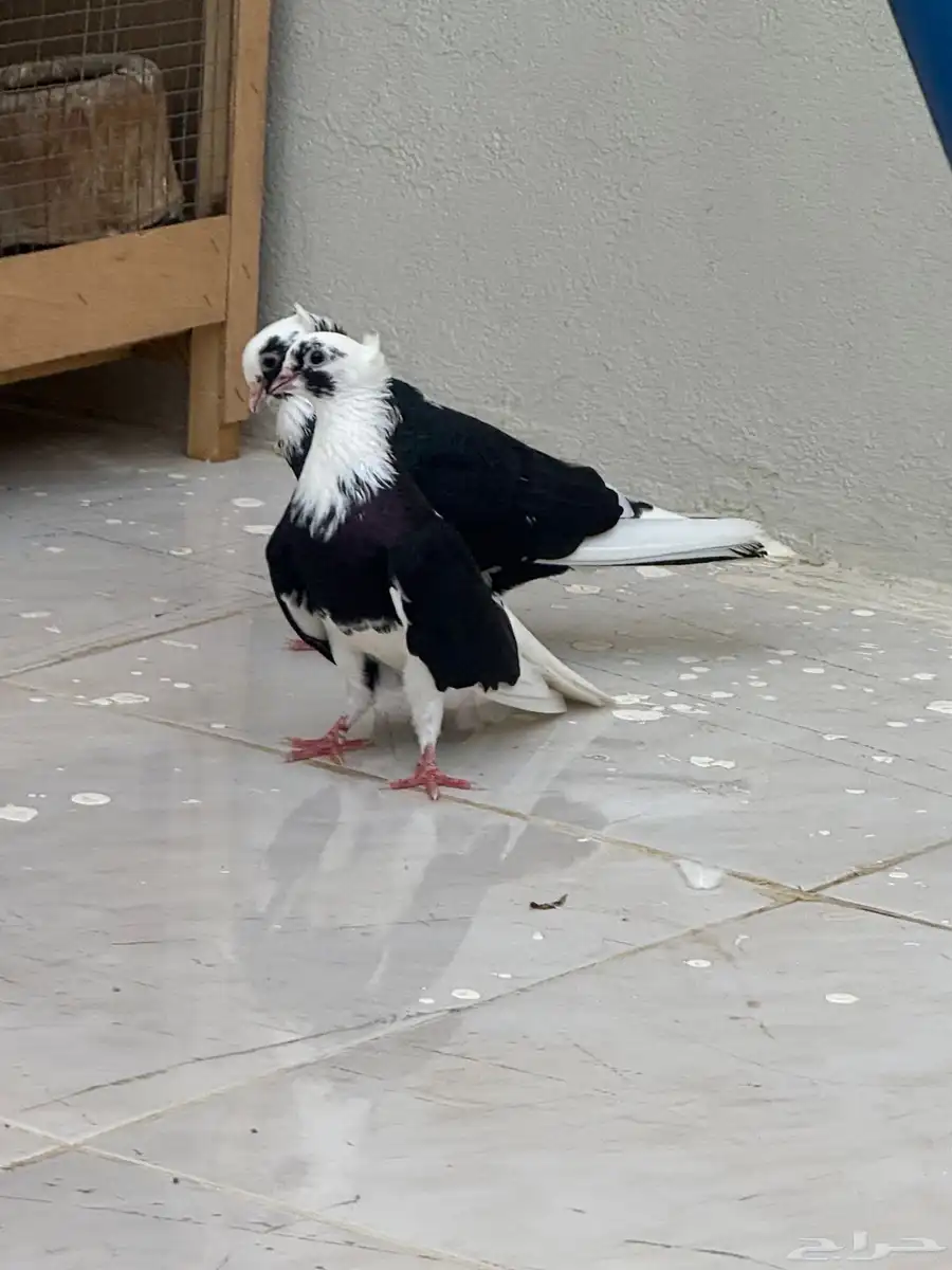 حمام قطايف 0