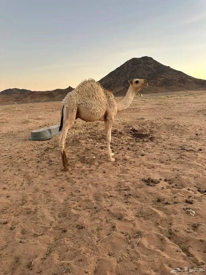 قعود البيع 3