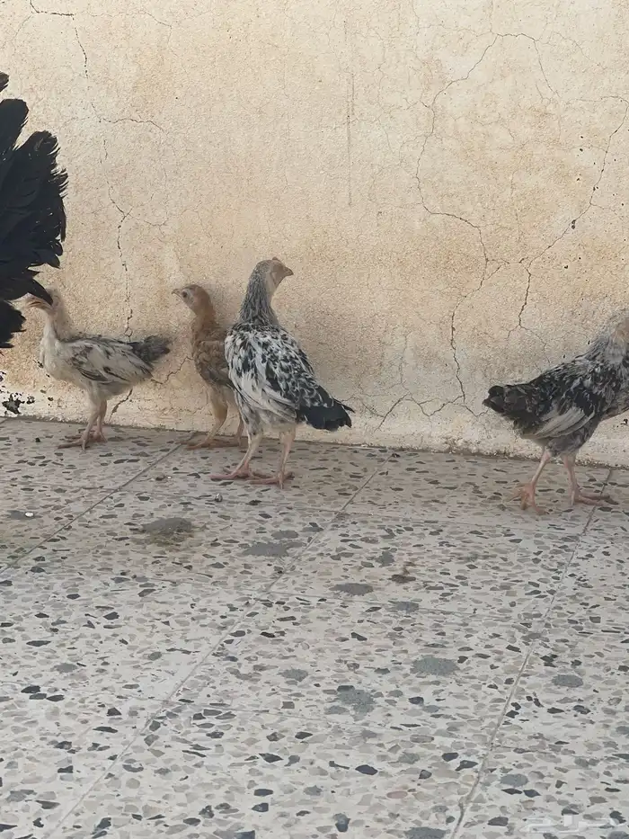 دجاج 2