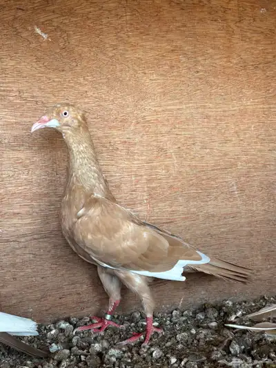 ذكر دنش ملحي اصفر 3