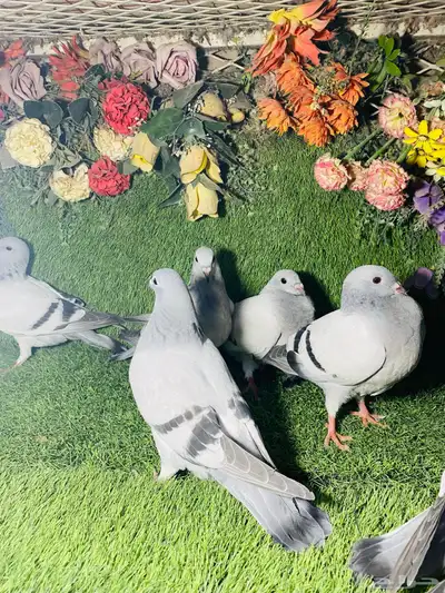 للبيع مجموعة طبات زواجل ايس 4