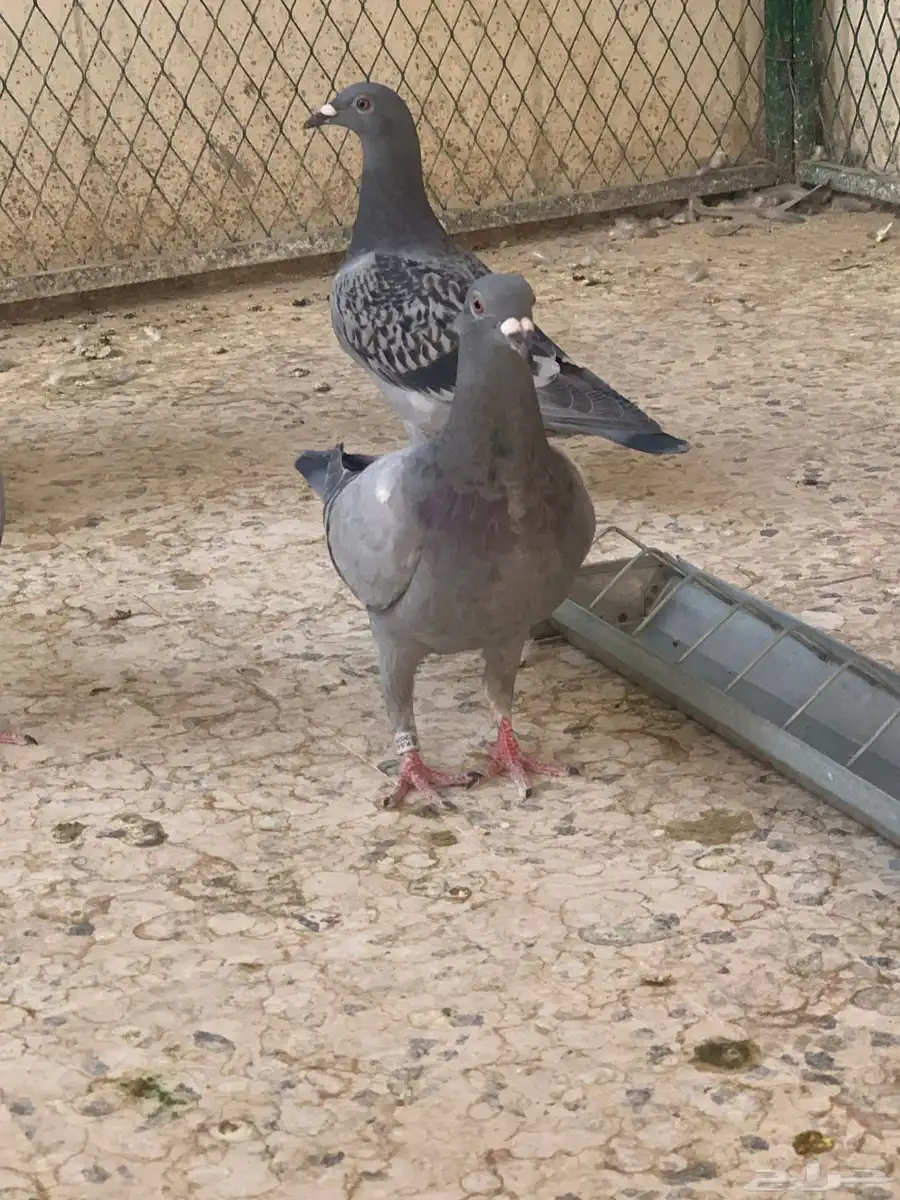 زاجل سباق 9