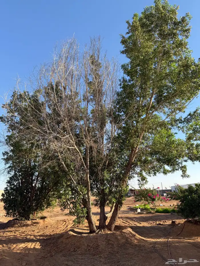 شجر للبيع عمرها قرابة 8 سنوات 6