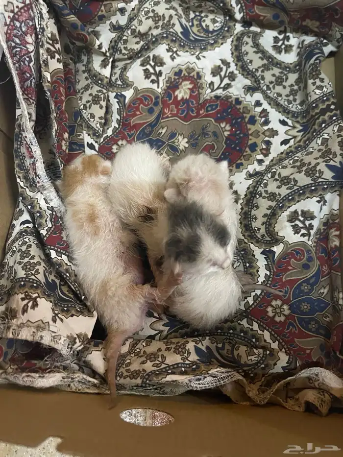 قطط لتبني العدد 3 1