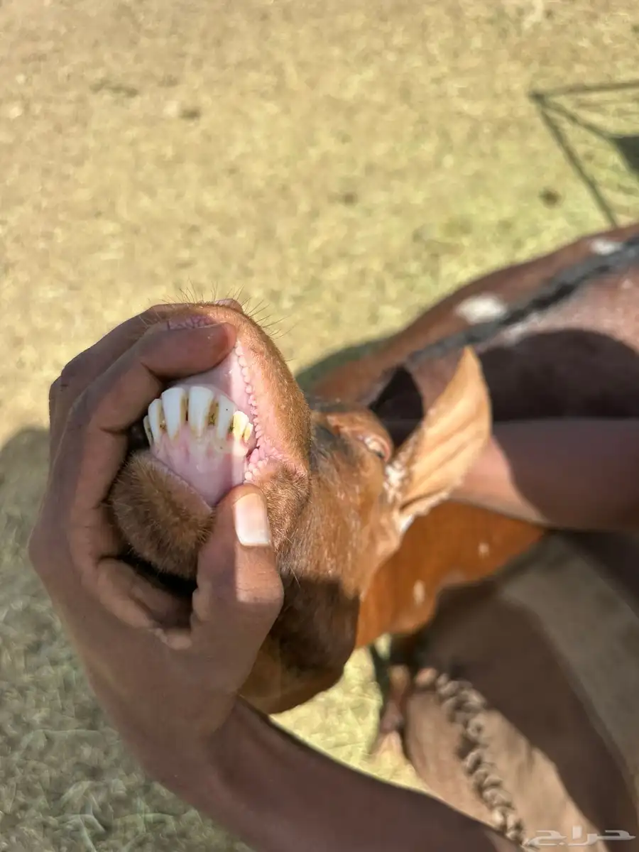 عنز معها عناق تبع 1