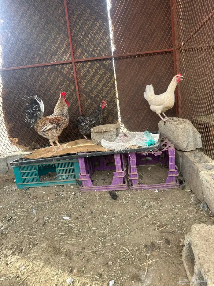 دجاج تركي للبيع 0