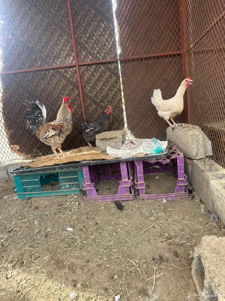 دجاج تركي للبيع 0