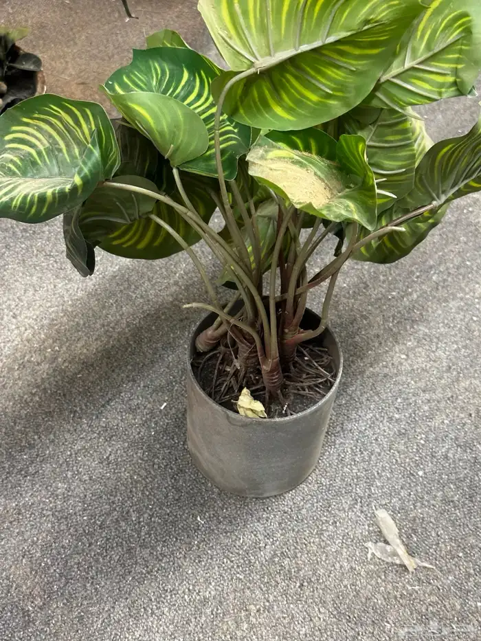 قطع تجهيز مناسبات 11