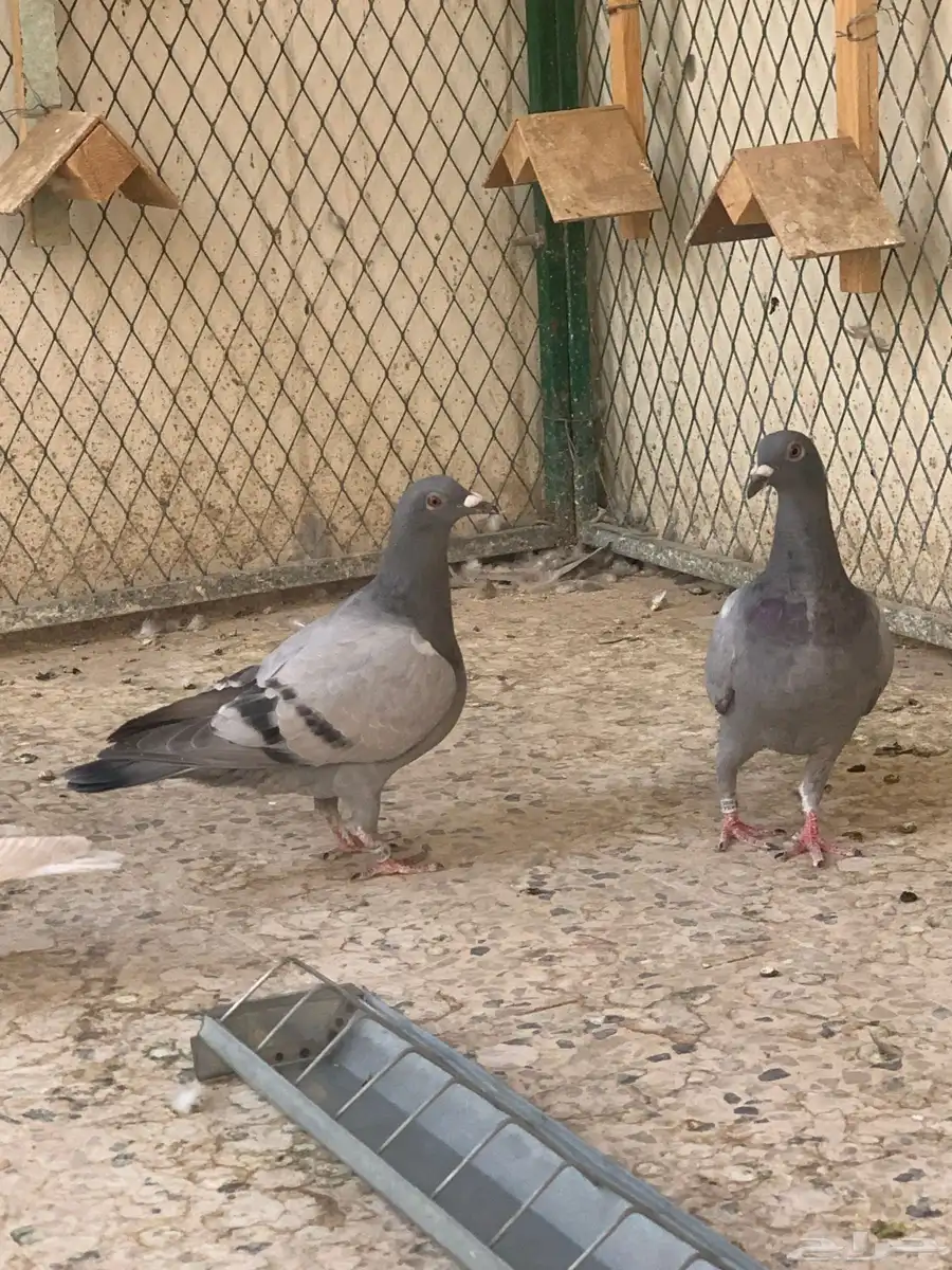 زاجل سباق 12