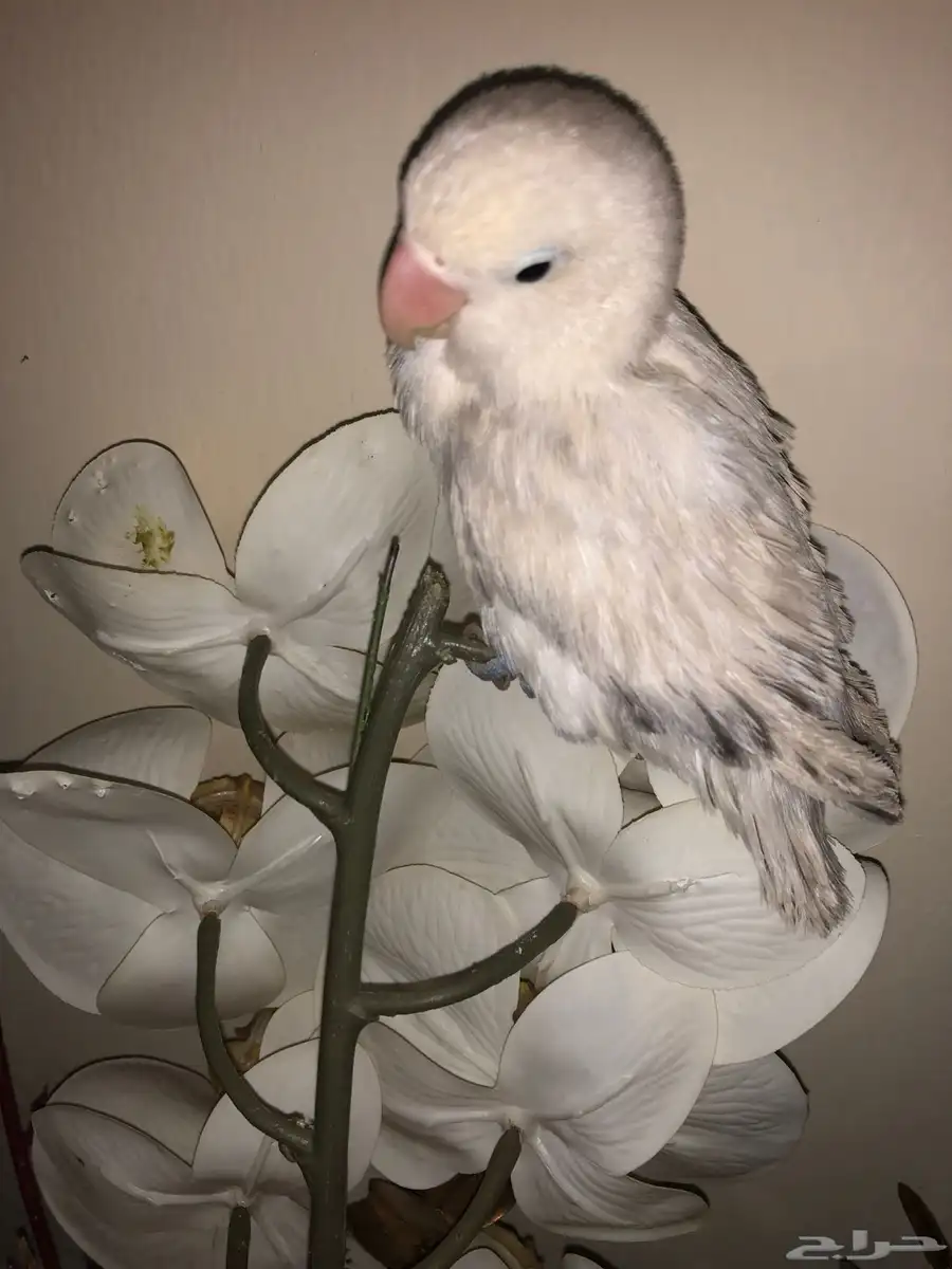 فروخ 7