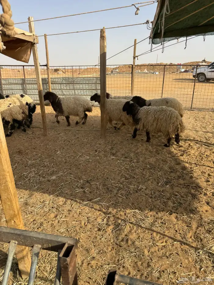 نعيم ذبايح مع الصلخ والتوصيل 3