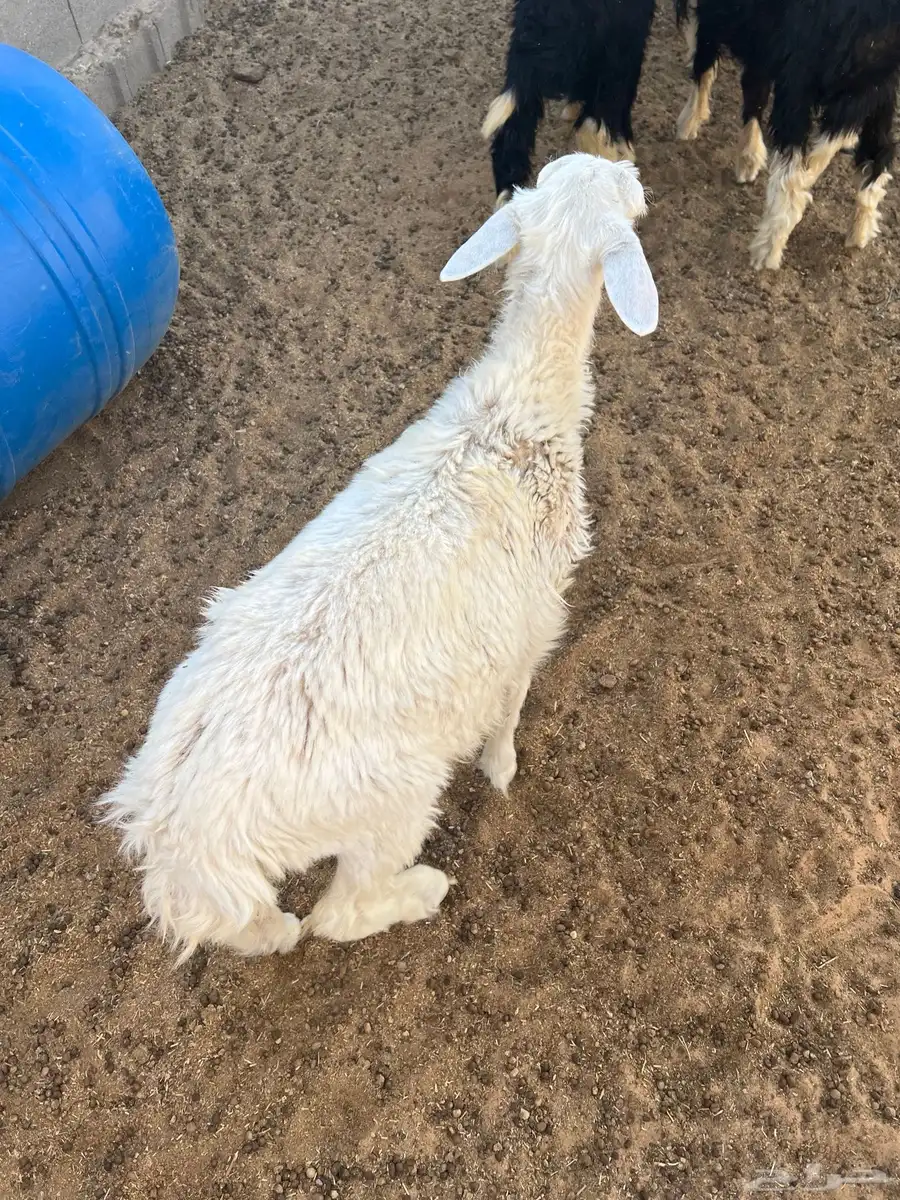 طليان للبيع 4
