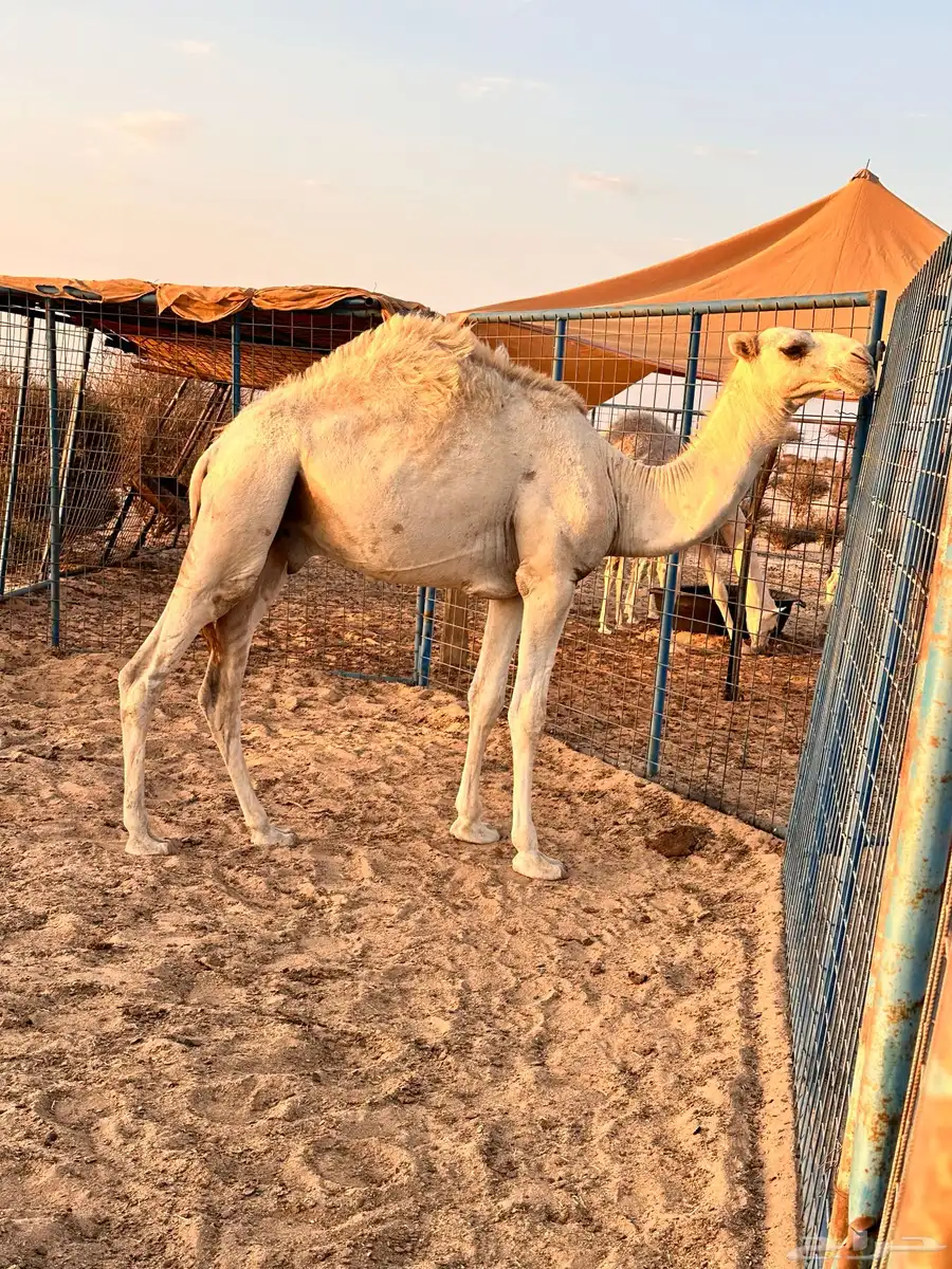 قعود اوضح 7