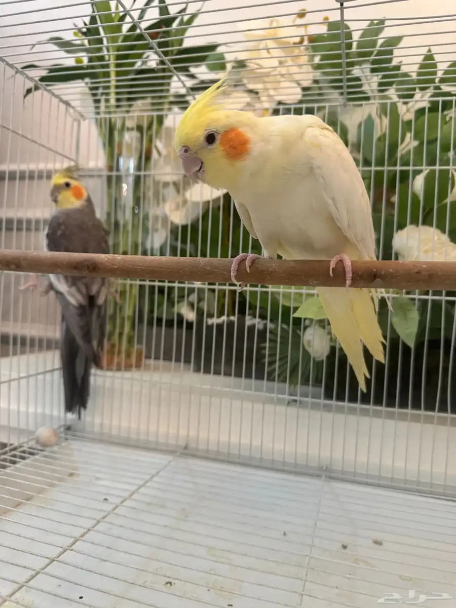 راجع إعلاني 8