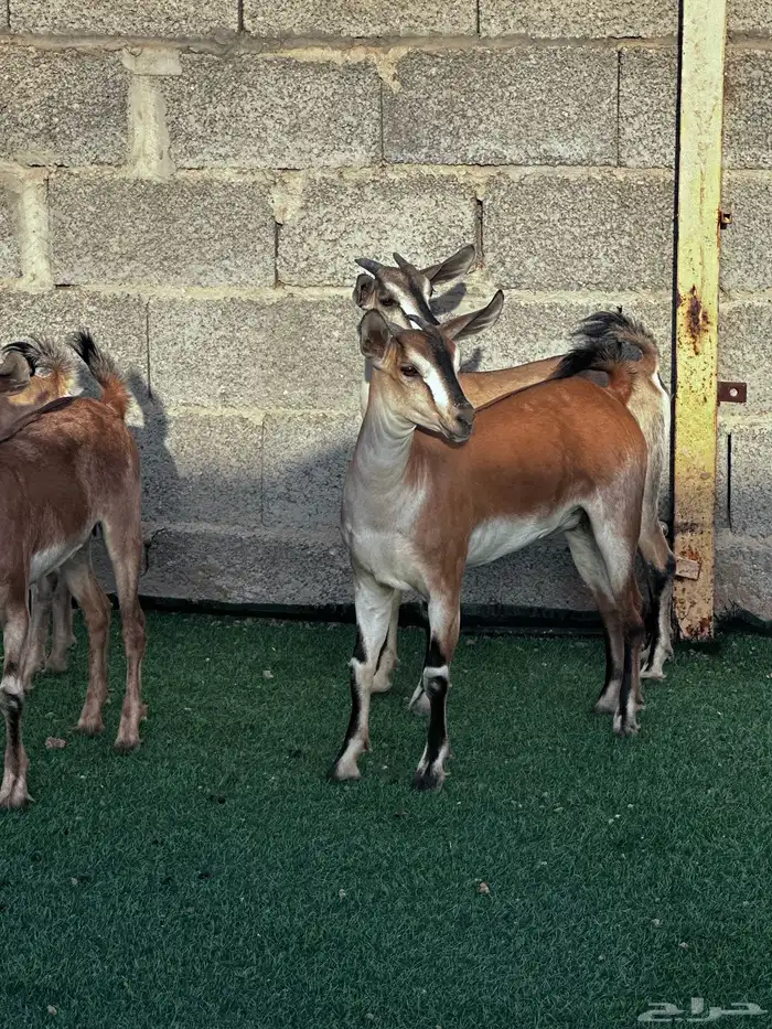 جفار الوان الصيد صنف فاخرة 1