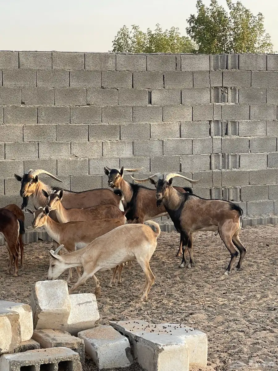 معزا جنوبية هجينة وعل 1