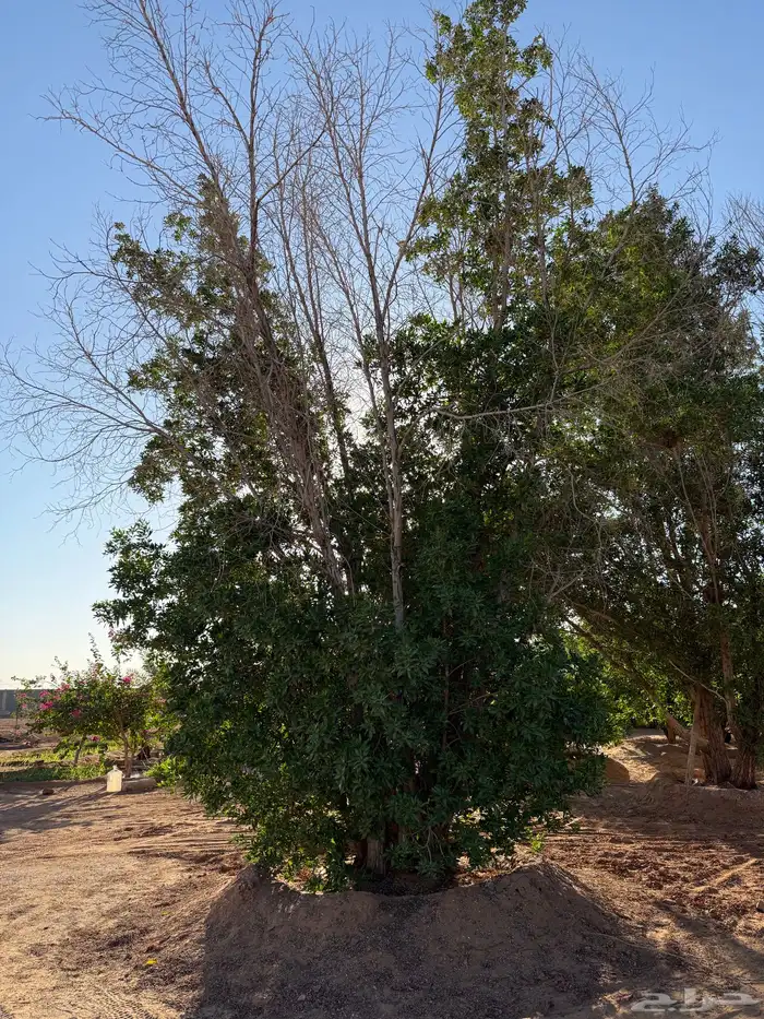 شجر للبيع عمرها قرابة 8 سنوات 1