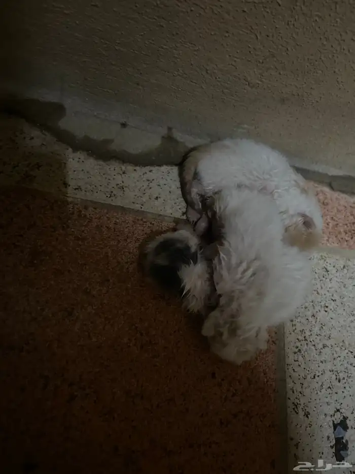 قطط لتبني العدد 3 2