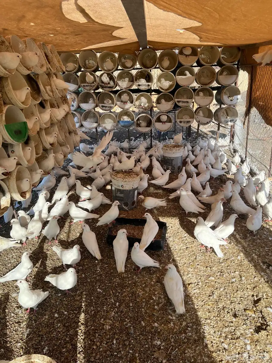حمام فرنسي جامبو 4