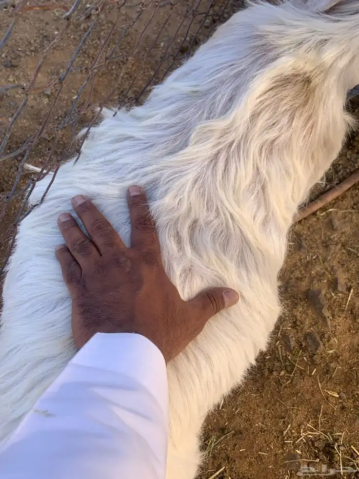 ذبيحة ثلاجة فل الفل 4