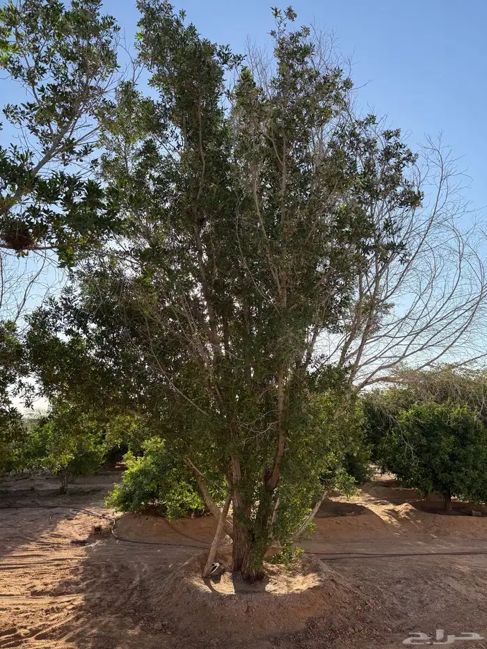 شجر للبيع عمرها قرابة 8 سنوات 5