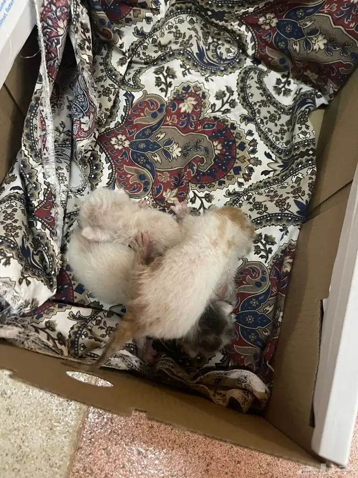 قطط لتبني العدد 3 0