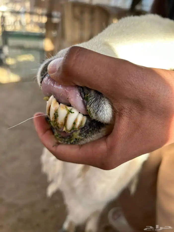 حرية حرشا 4