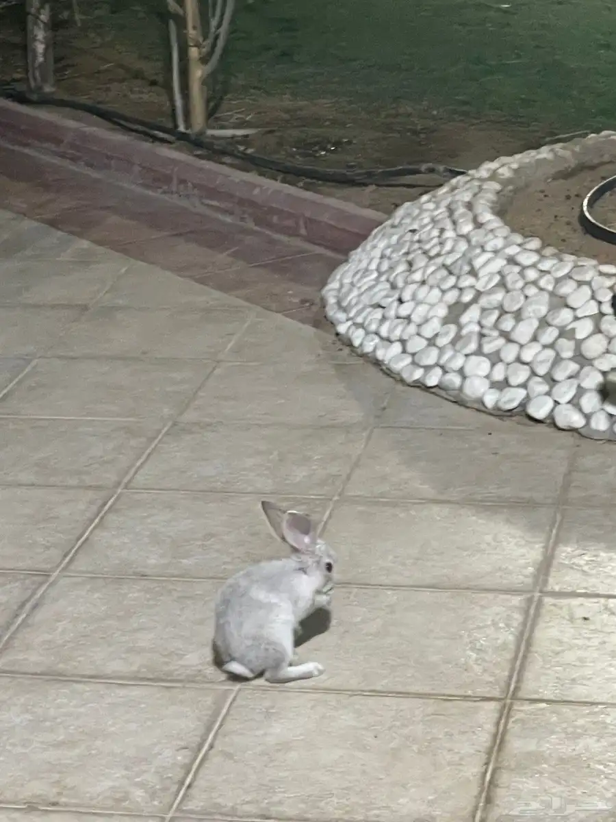 ارنب العمر شهرين 1