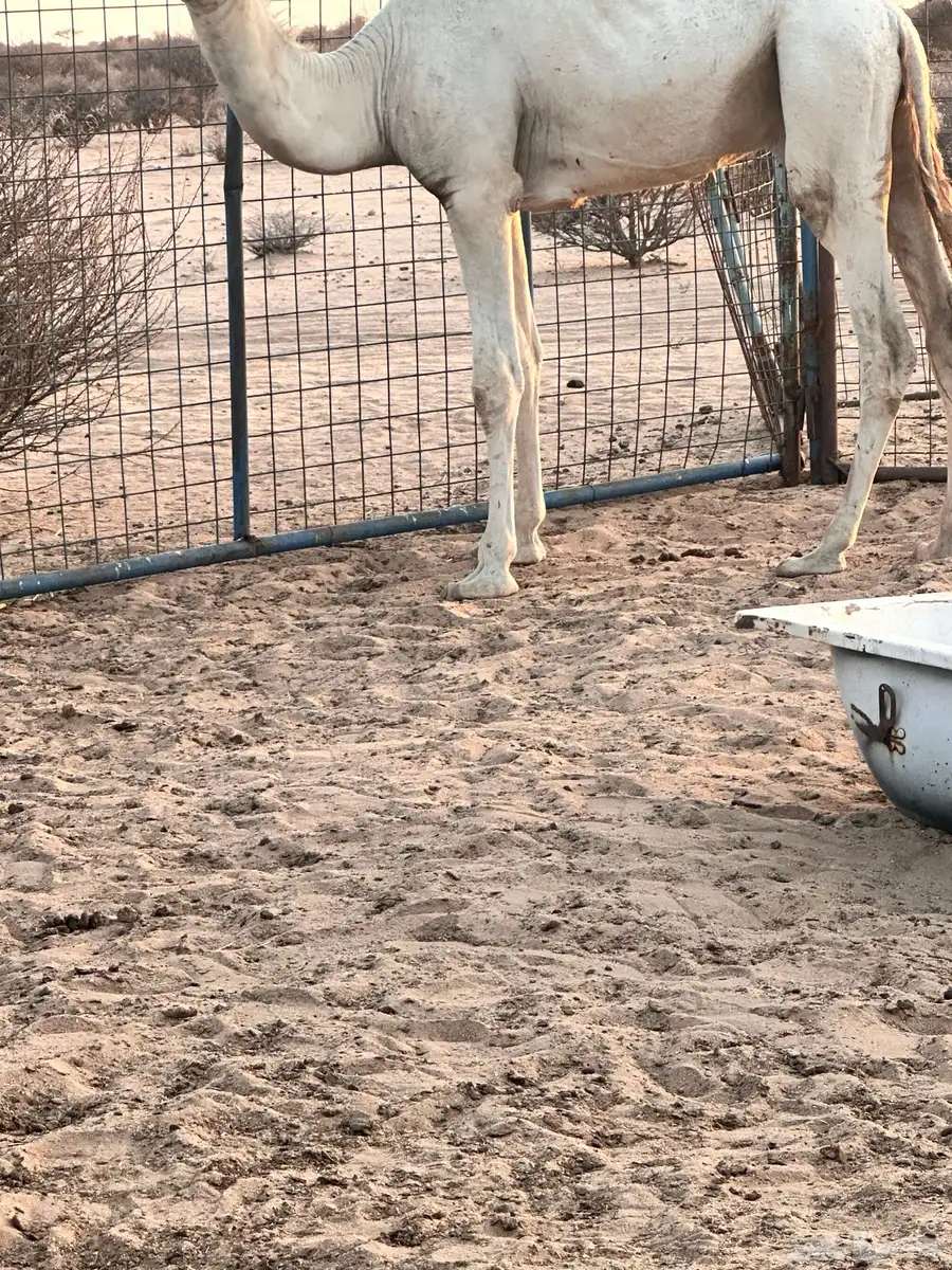 قعود اوضح 1