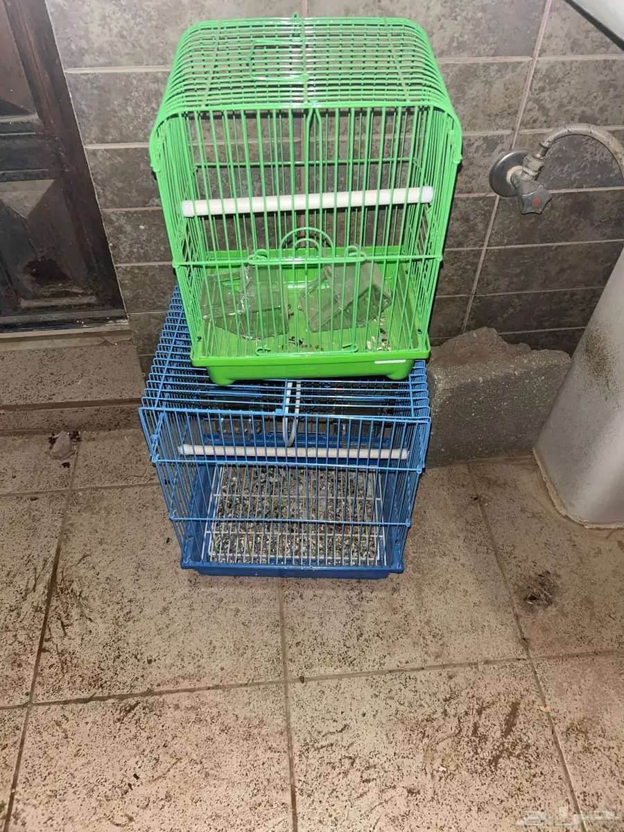 شبوك طيور زينه 0
