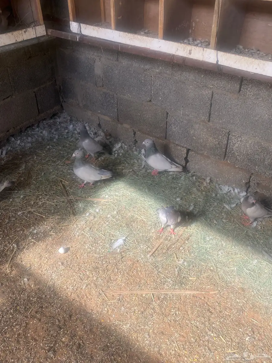 زاجل 1