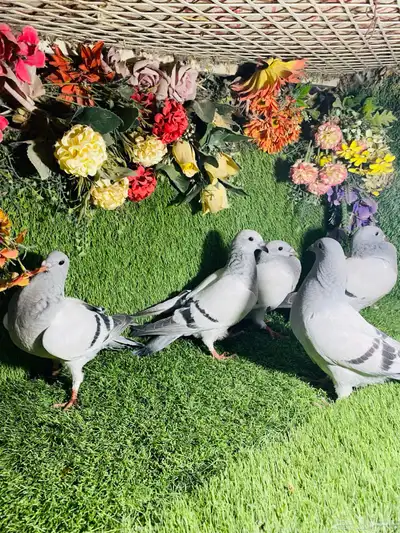 للبيع مجموعة طبات زواجل ايس 0