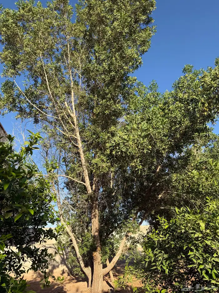 شجر للبيع عمرها قرابة 8 سنوات 7