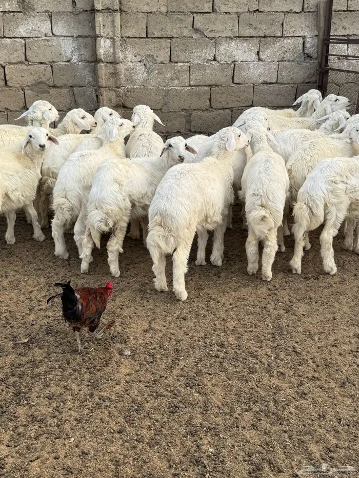 بادية جرب 1